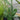 Prickly Pear Cactus