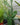 Prickly Pear Cactus