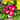 Primula 'Danova Bicolor' English Primrose