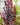 Prunus 'Thundercloud' (Flowering Plum)