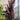 Prunus 'Thundercloud' (Flowering Plum)