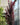 Prunus 'Thundercloud' (Flowering Plum)