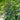 PRUNUS SKIP LAUREL 
