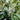 Prunus laurocerasus 'Schipkaensis' (Skip Laurel)