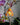 Psychopsis Orchid