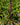 Purple Baron Millet Pennisetum Glaucum