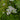 Pycnanthemum tenuifolium (Slender Mountainmint)