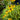 Rudbeckia var. fulgida (Fulgida Black-Eyed Susan)