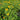 Rudbeckia hirta (Black-eyed Susans)