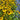 Rudbeckia 'Viette's Little Suzy' (Black-eyed Susans) GLV