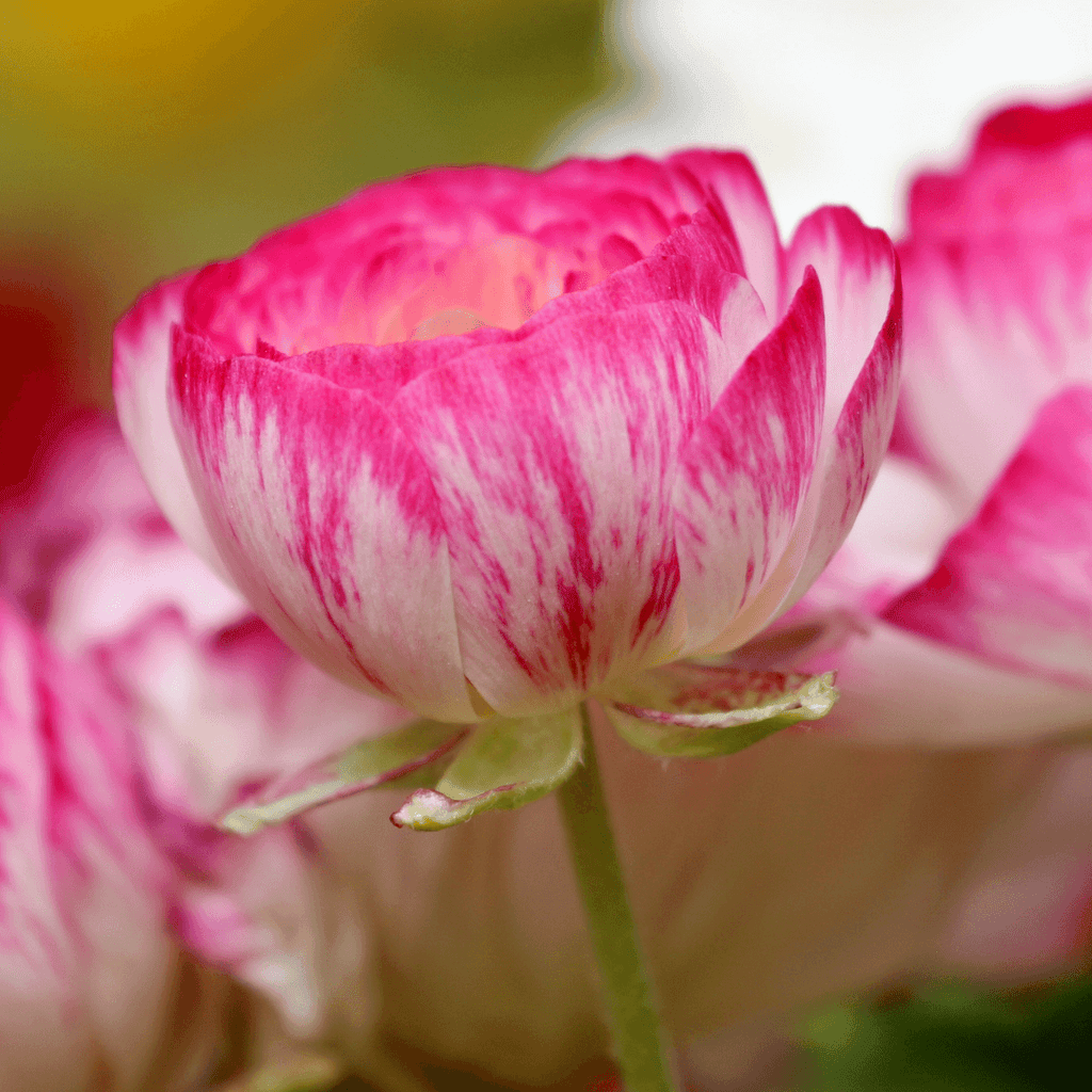 Ranunculus Sprinkles Pink Bicolor