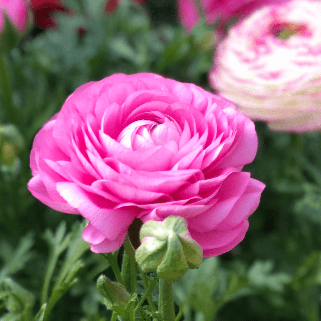 Ranunculus Sprinkles Pink