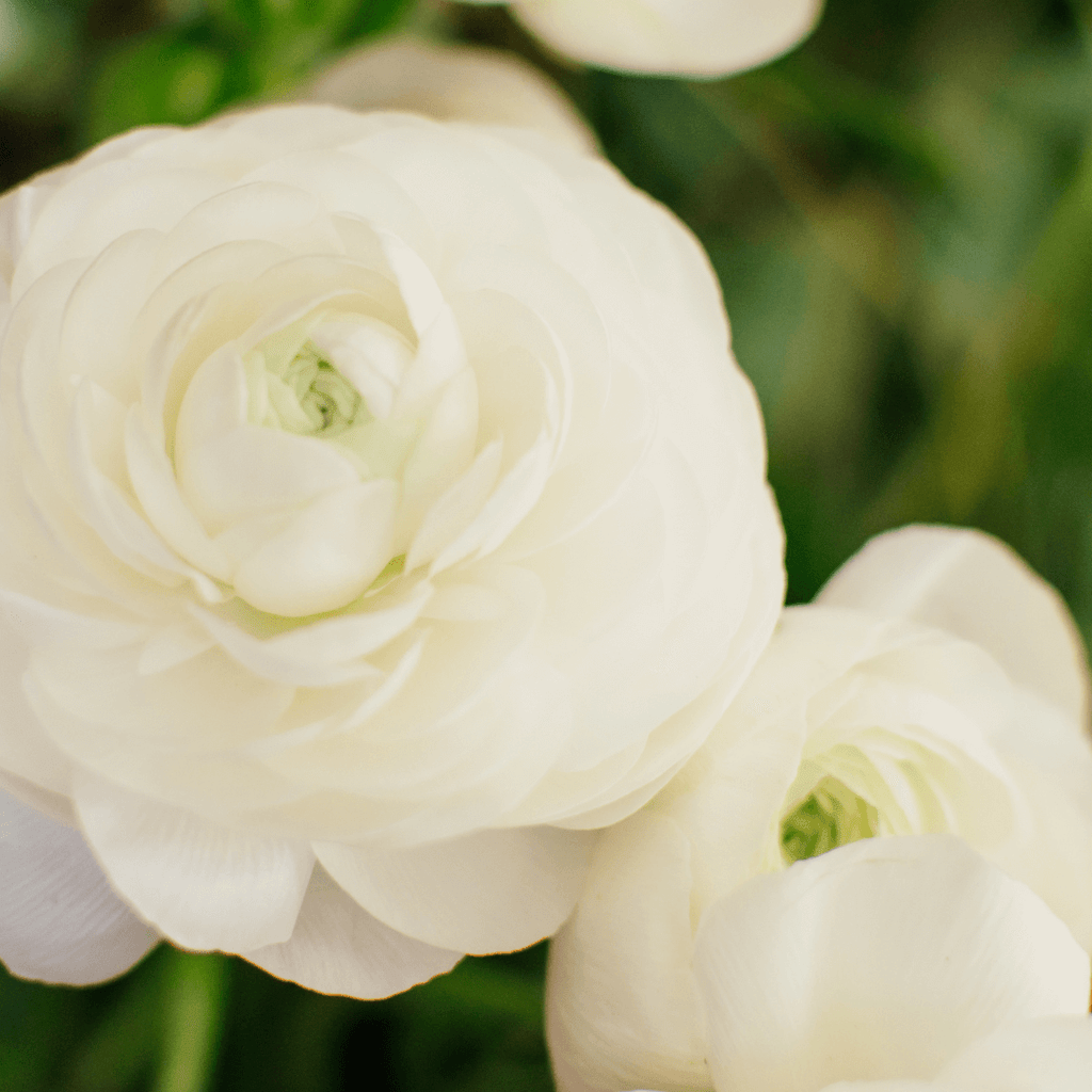 Ranunculus Sprinkles White