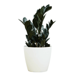 Zamioculcas Zamiifolia 'Raven' Small