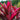Cordyline