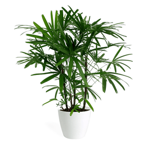 Rhapis Palm Medium