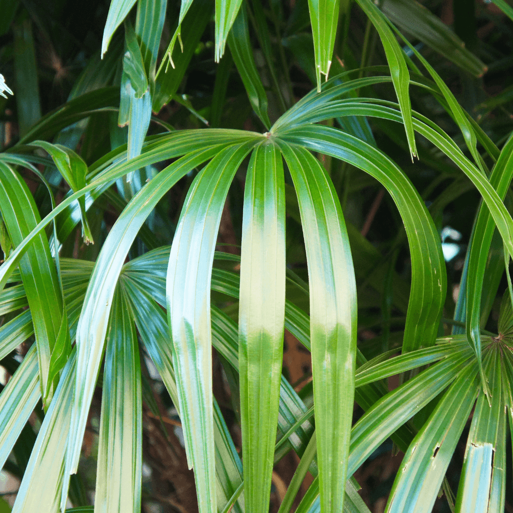 Rhapis Palm Large (FL)