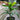 Rhapis excelsa (Lady Palm)