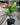 Rhapis excelsa (Lady Palm)