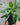Rhapis excelsa (Lady Palm)