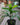 Rhapis excelsa (Lady Palm)