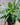 Rhapis excelsa (Lady Palm)