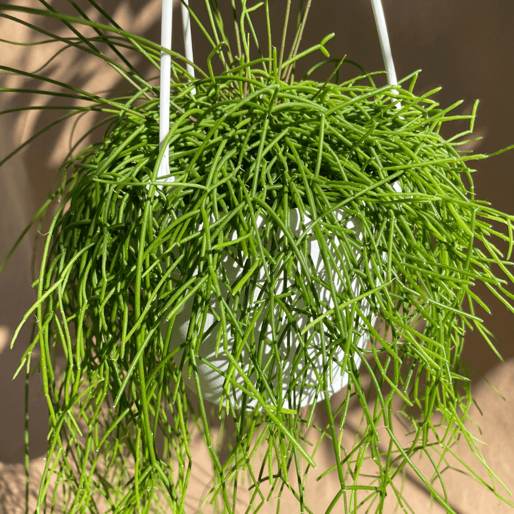 Rhipsalis baccifera