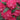 Rhododendron Holden's™ Red