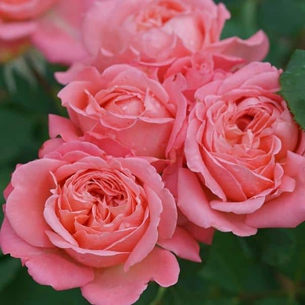 Reminiscent Coral Rose