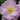 Rosa David Austin® 'Rise Up Lilac Days™' (Shrub Rose)