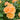 Rosa x Reminiscent® 'Ginger'