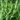 Rosemary Barbeque (Organic)