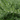 Rosemary Prostrate Creeping (Organic)
