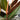 Ficus Burgundy