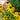 Rudbeckia 'American Gold Rush' (Black-eyed Susan Hybird)