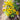Rudbeckia 'American Gold Rush' (Black-eyed Susan Hybird)