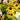 Rudbeckia 'American Gold Rush' (Black-eyed Susan Hybird)