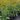Rudbeckia 'Viette's Little Suzy' (Black-eyed Susans) GLV