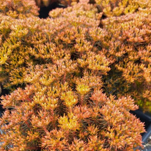 Sedum 'Chocolate Ball'