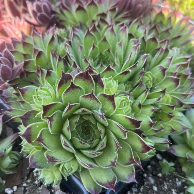 Sempervivum 'Mrs. Giuseppi'