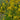 Solidago odora (Sweet Goldenrod)