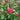 Spirea Double Play® 'Red'