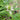 Monarda punctata (Spotted Beebalm) PRC
