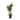 Dracaena Marginata Cutback Stg