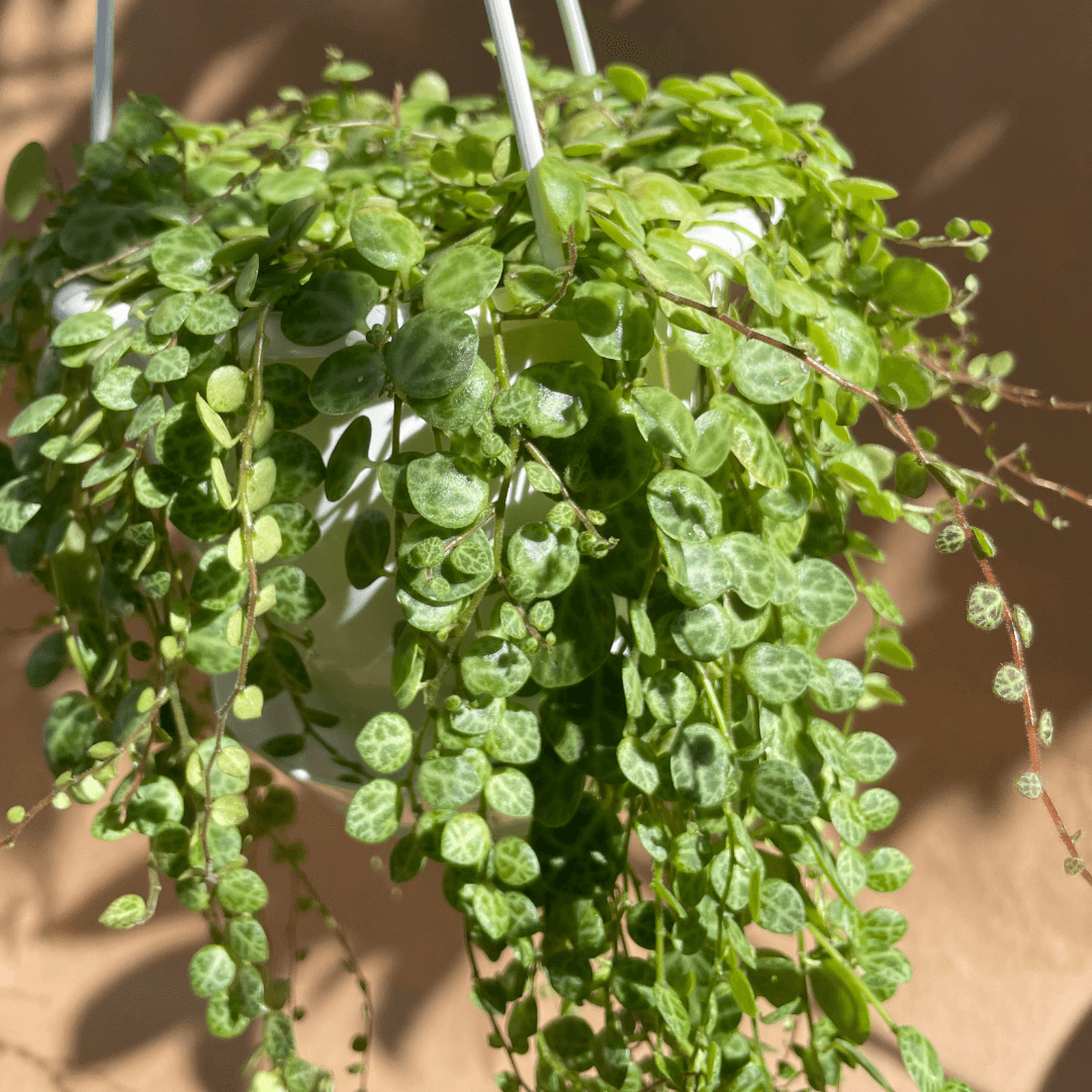 String of Turtles