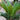 Sago Palm