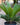 Sago Palm