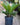 Sago Palm