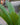 Sago Palm