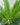 Sago Palm